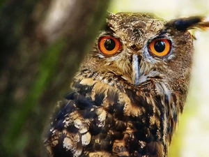 trees, eagle-owl