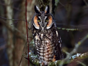 owl, viewes, Night, trees