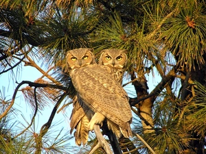 trees, Owls
