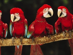 trees, four, Parrots