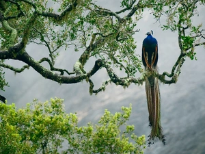 trees, peacock