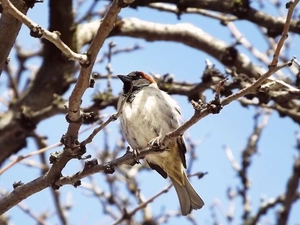 trees, Bird, sparrow