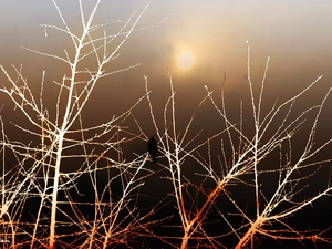 sparrow, viewes, graphics, trees