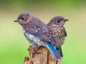 DBZ, Sialia, Thrushes, trees, For family, birds