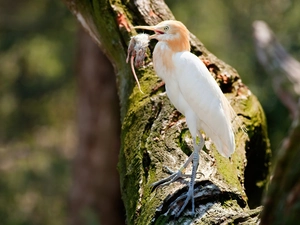 trees, heron, trophy