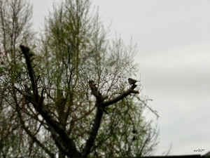 trees, sparrow, Truncated