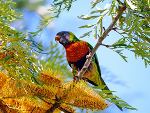 viewes, Flowers, Mountain Rainbow Lorikeet, trees, parrot