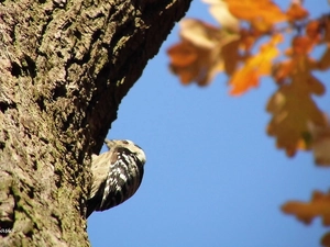 woodpecker, Leaf, autumn, trees