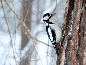 woodpecker, forest, winter, trees