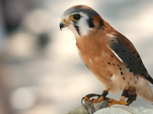 trichromatic, buzzard