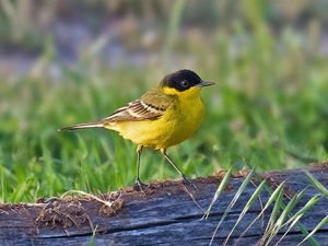 grass, Wagtail Black-, trunk