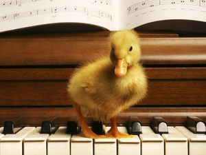 Tunes, Ducky, piano