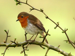 twig, small, birdies