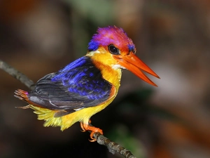 blur, Kingfisher Oriental, twig