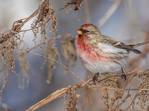 Bird, twig, blur, Common Redpoll