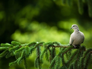 pigeon, twig, Conifer, Collared Dove