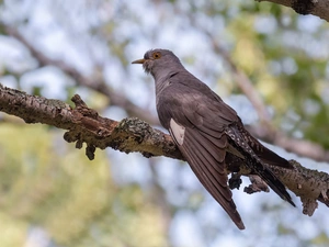 twig, Bird, cuckoo