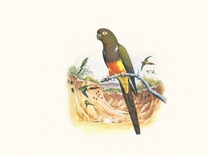 Brown, twig, Edward Lear, Parrots
