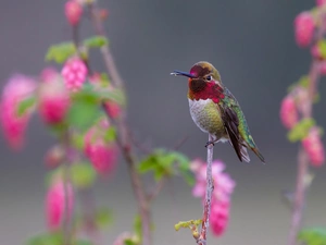 Flowers, humming-bird, twig
