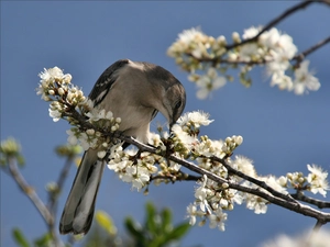 twig, wagtail, flowery