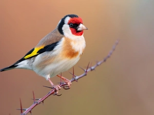 twig, Bird, goldfinch