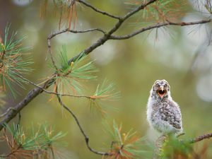 twig, pine, young, Tawny owl great gray owl, owl