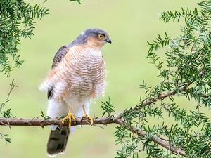 Bird, twig, Green, sparrow hawk
