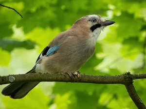 Bird, twig, Green Background, jay
