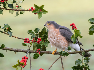 Bird, twig, holly, sparrow hawk