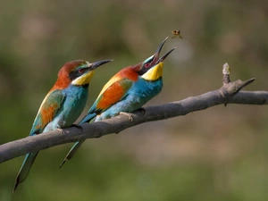 Insect, Bee-eaters, twig