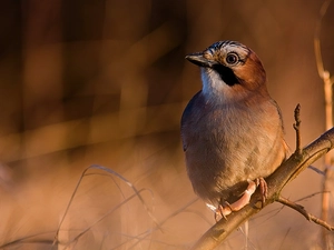 twig, Bird, jay