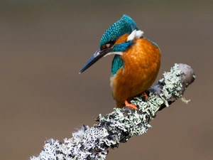 twig, Bird, kingfisher