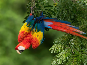 parrot, twig, Leaf, Scarlet Macaw