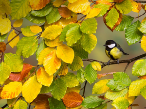 tit, twig, Leaf, Great Tit