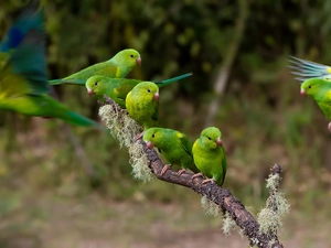 twig, Parrots, lovebirds