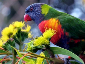 parrot, Yellow, Flowers, twig