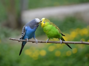 twig, birds, Parrots