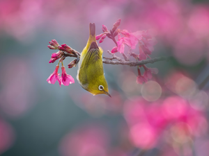 Bird, flowery, Pink, Flowers, Japanese White-eye, twig