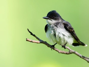 twig, birdies, Sparrow