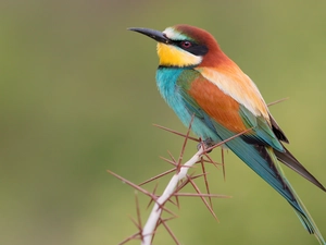 Bird, twig, Spikes, bee-eater