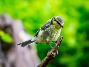 twig, Bird, tit