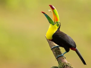 twig, Bird, Toucan