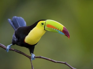 twig, color, Toucan