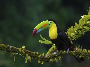 twig, Toucan