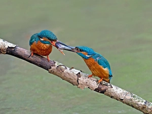 twig, kingfishers, trophy
