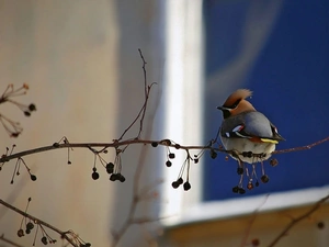 Waxwing, trees, viewes, twig