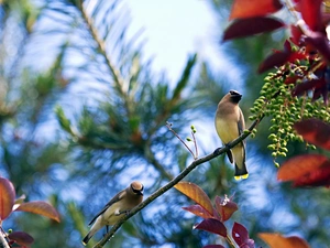 Waxwings, Leaf, Fruits, twig