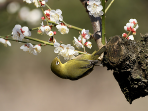 Bird, flowery, twig, Japanese White-eye