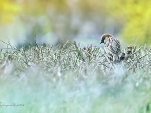 Twigs, sparrow, Bird