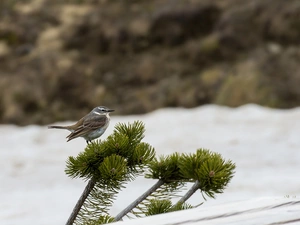 Twigs, Water Pipit, fuzzy, Anthus Spinoletta, Bird, pine, background